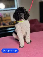 (AKC) Baxter, a male Poodle - Standard  for sale in Blue Ridge, GA – Photo 1 of 4