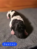 Baxter, a male Poodle - Standard  for sale in Blue Ridge, GA – Photo 2 of 3