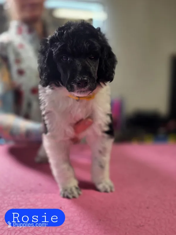 Rosie – Poodle - Standard  puppy for sale in Blue Ridge, GA