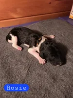 Rosie, a male Poodle - Standard  for sale in Blue Ridge, GA – Photo 3 of 3