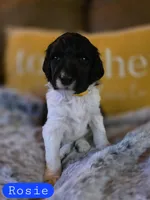 Rosie, a male Poodle - Standard  for sale in Blue Ridge, GA – Photo 2 of 3