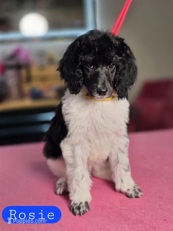 (AKC) Rosie – Poodle - Standard  puppy for sale in Blue Ridge, GA