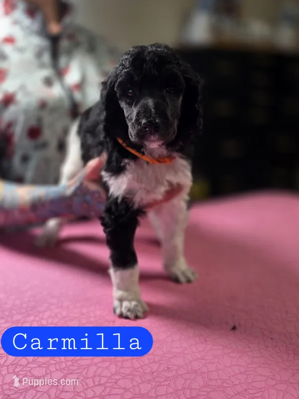 Carmilla – Poodle - Standard  puppy for sale in Blue Ridge, GA