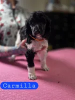 Carmilla, a female Poodle - Standard  for sale in Blue Ridge, GA – Photo 1 of 4