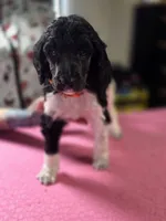 Carmilla, a female Poodle - Standard  for sale in Blue Ridge, GA – Photo 4 of 4