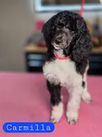 (AKC) Carmilla, a female Poodle - Standard  for sale in Blue Ridge, GA – Photo 1 of 5