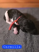 Carmilla, a female Poodle - Standard  for sale in Blue Ridge, GA – Photo 3 of 4