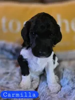 Carmilla, a female Poodle - Standard  for sale in Blue Ridge, GA – Photo 2 of 4