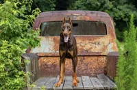 Draco, a male Doberman Pinscher for sale in Jefferson, GA – 2 of 2
