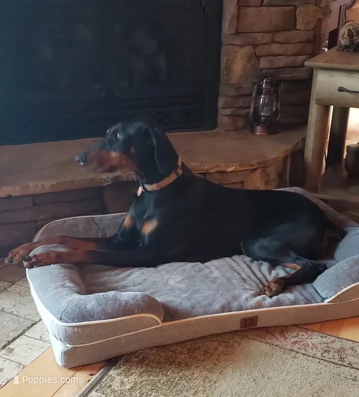 Ava  – Doberman Pinscher puppy for sale in Jefferson, GA
