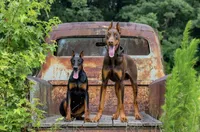 Doberman litter coming soon, a  Doberman Pinscher for sale in Jefferson, GA – 8 of 9