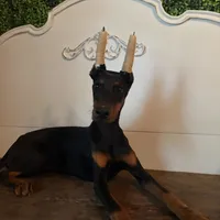 Alex, a female Doberman Pinscher for sale in Jefferson, GA – 2 of 2