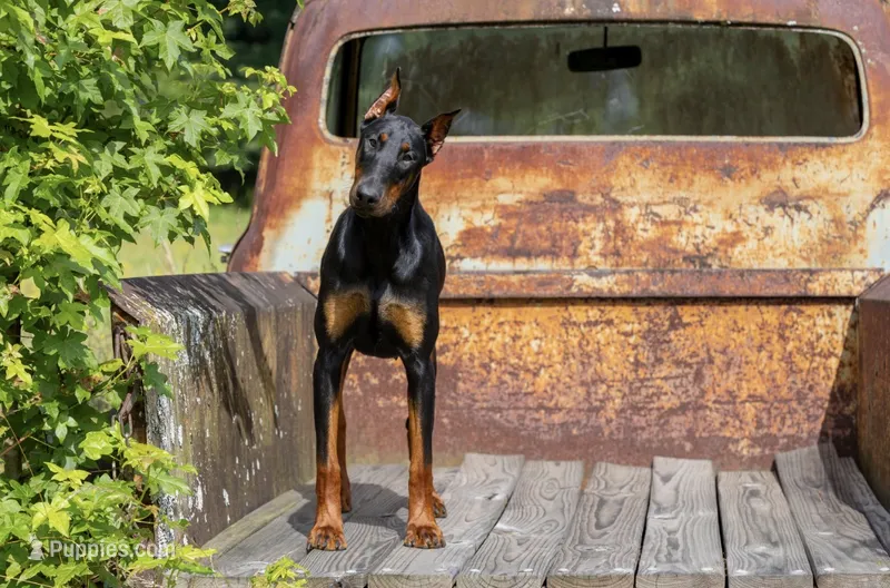 Doberman litter coming soon – Doberman Pinscher puppy for sale in Jefferson, GA