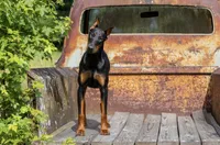 Doberman litter coming soon, a  Doberman Pinscher for sale in Jefferson, GA – 1 of 9