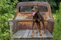 Doberman litter coming soon, a  Doberman Pinscher for sale in Jefferson, GA – 7 of 9