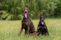 Doberman litter coming soon, a  Doberman Pinscher for sale in Jefferson, GA – 2 of 9