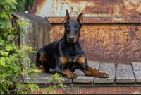 Doberman litter coming soon, a  Doberman Pinscher for sale in Jefferson, GA – 6 of 9