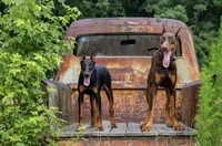 Doberman litter coming soon, a  Doberman Pinscher for sale in Jefferson, GA – 4 of 9
