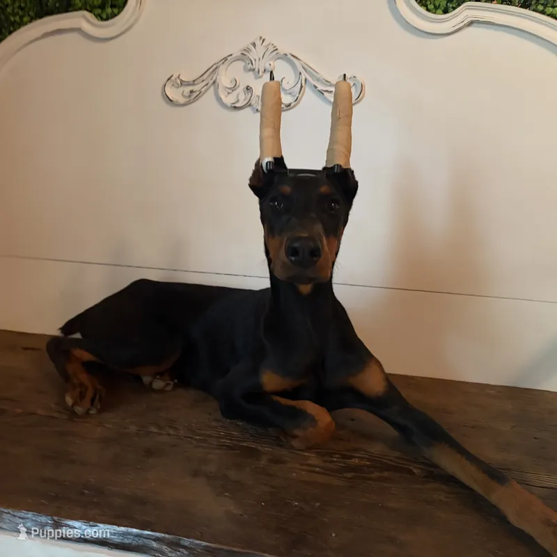 Alex – Doberman Pinscher puppy for sale in Jefferson, GA
