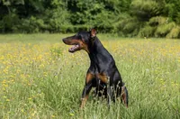 Doberman litter coming soon, a  Doberman Pinscher for sale in Jefferson, GA – 5 of 9