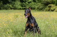Doberman litter coming soon, a  Doberman Pinscher for sale in Jefferson, GA – 3 of 9