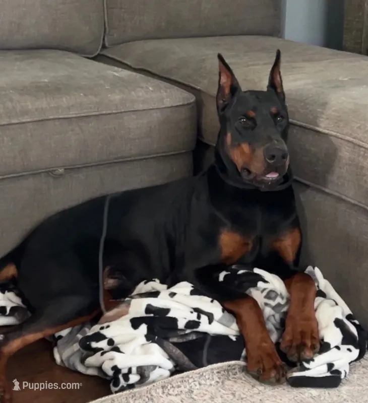 Prince  – Doberman Pinscher puppy for sale in Jefferson, GA