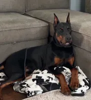 Prince , a male Doberman Pinscher for sale in Jefferson, GA – 1 of 1