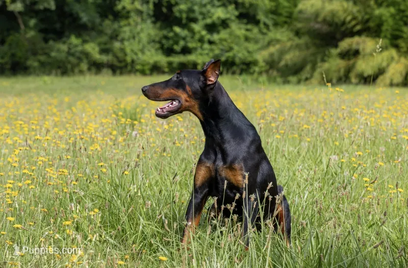 Zara – Doberman Pinscher puppy for sale in Jefferson, GA