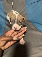 Jemma, a female American Bully and American Pit Bull Terrier for sale in Columbus, OH – 2 of 5