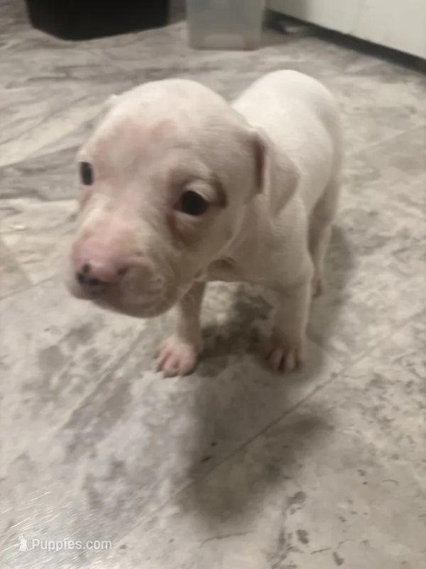 Emliy – American Bully, American Pit Bull Terrier puppy for sale in Columbus, OH