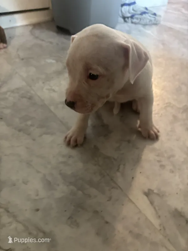 Abbie – American Bully, American Pit Bull Terrier puppy for sale in Columbus, OH