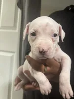 Emliy, a female American Bully and American Pit Bull Terrier for sale in Columbus, OH – 3 of 3