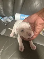 Emliy, a female American Bully and American Pit Bull Terrier for sale in Columbus, OH – 2 of 3