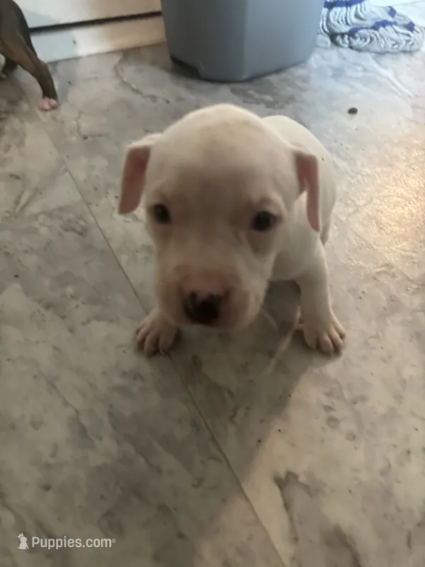 Winter – American Bully, American Pit Bull Terrier puppy for sale in Columbus, OH