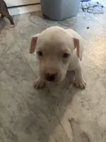 Winter, a female American Bully and American Pit Bull Terrier for sale in Columbus, OH – 1 of 2