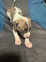 Jemma, a female American Bully and American Pit Bull Terrier for sale in Columbus, OH – 1 of 5