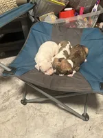 Nana, a female American Bully and American Pit Bull Terrier for sale in Columbus, OH – 5 of 5