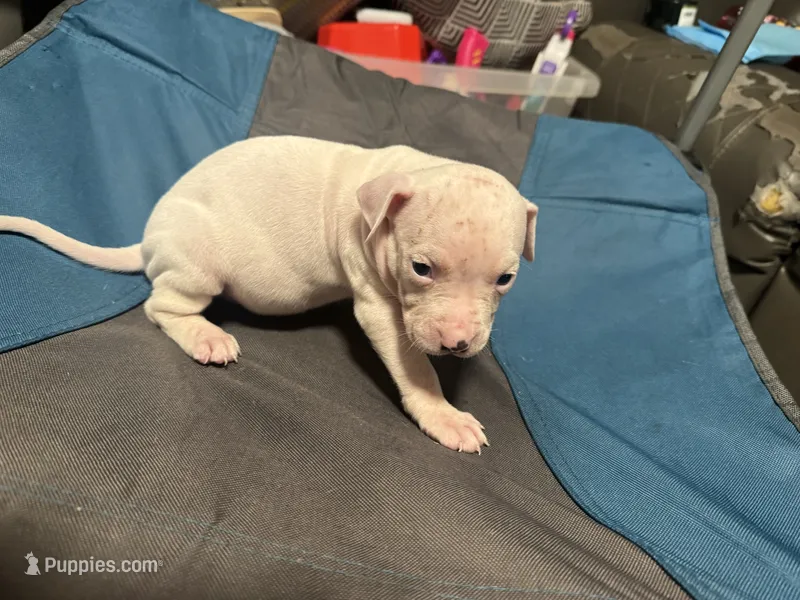 Chase – American Bully, American Pit Bull Terrier puppy for sale in Columbus, OH