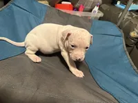 Chase, a male American Bully and American Pit Bull Terrier for sale in Columbus, OH – 1 of 5