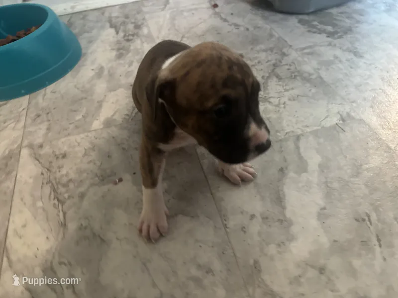 Shugga – American Bully, American Pit Bull Terrier puppy for sale in Columbus, OH