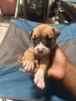 Hunter, a male American Bully and American Pit Bull Terrier for sale in Columbus, OH – 2 of 8
