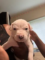 Hunter, a male American Bully and American Pit Bull Terrier for sale in Columbus, OH – 3 of 8