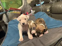 Chase, a male American Bully and American Pit Bull Terrier for sale in Columbus, OH – 3 of 5