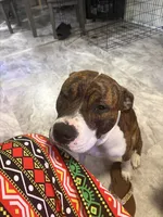 Hunter, a male American Bully and American Pit Bull Terrier for sale in Columbus, OH – 6 of 8