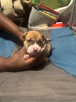 Nana, a female American Bully and American Pit Bull Terrier for sale in Columbus, OH – 2 of 5