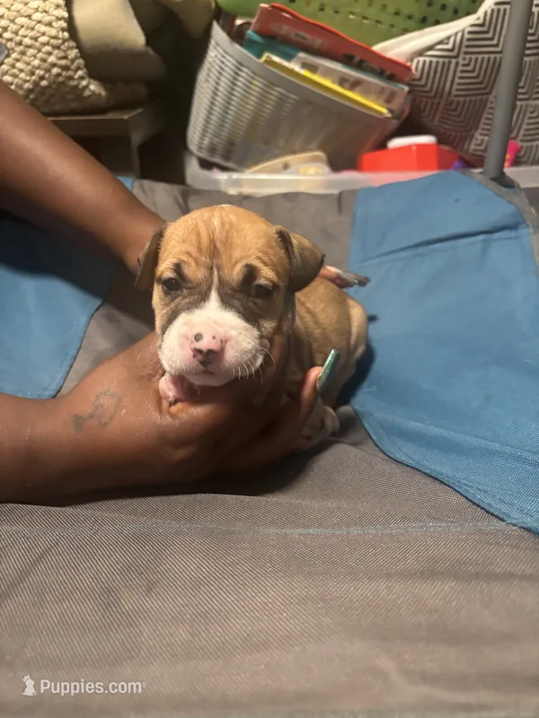 Nana – American Bully, American Pit Bull Terrier puppy for sale in Columbus, OH
