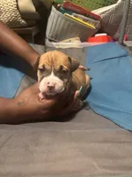 Nana, a female American Bully and American Pit Bull Terrier for sale in Columbus, OH – 1 of 5