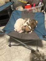 Nana, a female American Bully and American Pit Bull Terrier for sale in Columbus, OH – 4 of 5