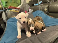 Chase, a male American Bully and American Pit Bull Terrier for sale in Columbus, OH – 2 of 5