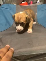 Nana, a female American Bully and American Pit Bull Terrier for sale in Columbus, OH – 3 of 5